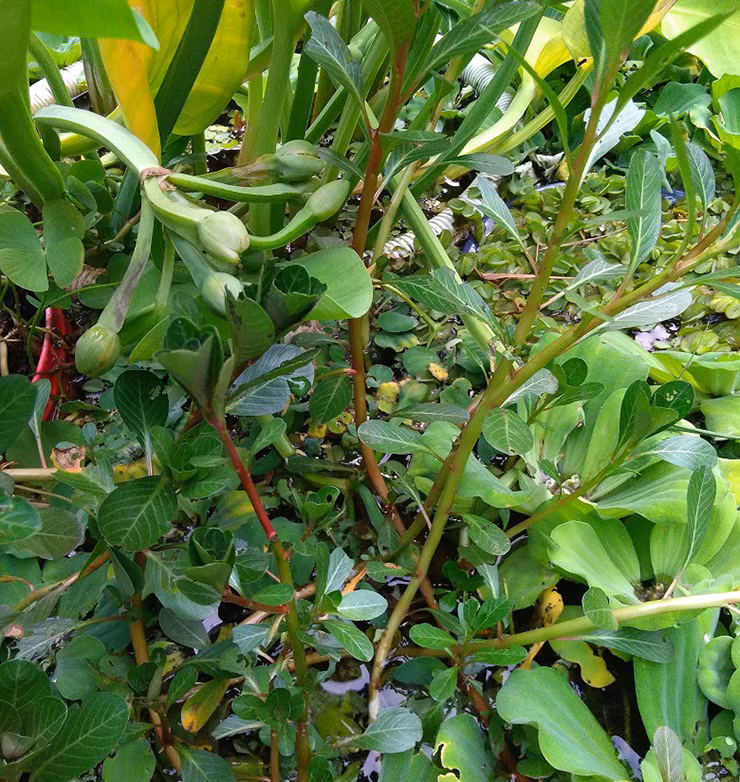 Có 2 loại rau dừa là dừa cơm và dừa trâu, dừa trâu có vị hơi nhẩn đắng nhưng cả 2 đều ngon và tốt cho sức khỏe bởi tính mát của nó.