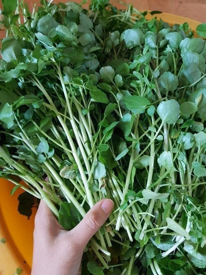 3 loai rau quen thuoc qua nhieu ky sinh trung