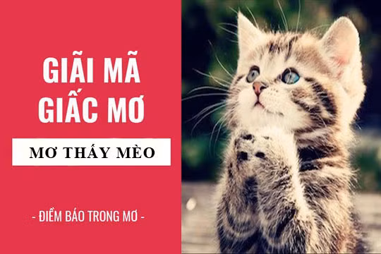 Nằm ngủ mơ thấy mèo là điềm báo lành hay dữ? Nam ngu mo thay meo la diem bao lanh hay du?