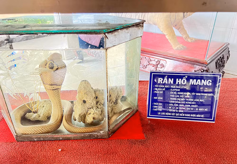 Lạnh người vào nơi nuôi nhiều rắn hổ mang chúa khổng lồ ảnh 15