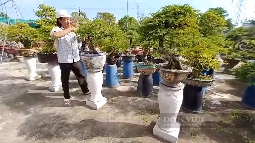 Thu nho loai cay cao den 20m, ong nong dan Long An thu tien ty