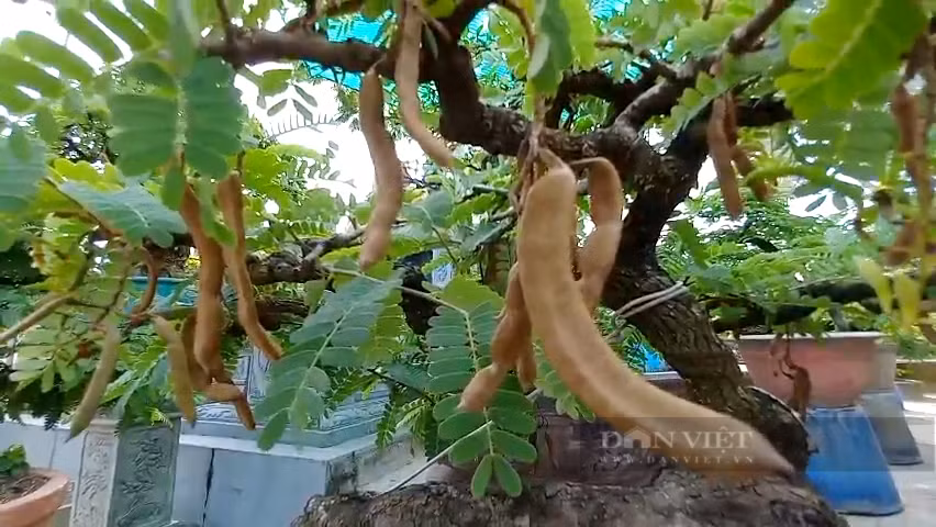 Thu nhỏ loại cây cao đến 20m, ông nông dân Long An thu tiền tỷ - Hình 2 Thu nho loai cay cao den 20m, ong nong dan Long An thu tien ty-Hinh-2