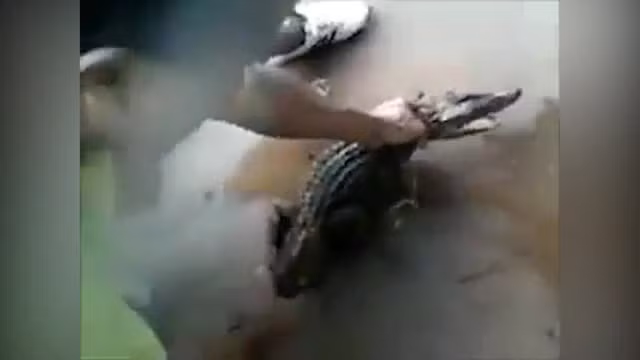Clip: Dại dột hôn cá sấu, người đàn ông bị đớp trúng mặt Clip: Dai dot hon ca sau, nguoi dan ong bi dop trung mat