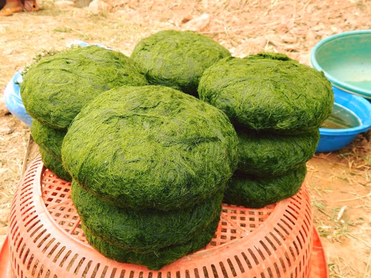 Nhờ vớt rêu đá mà bà con nơi đây có nguồn thu đều đều để cải thiện cuộc sống. Có ngày một người dân ở trên địa bàn xã Mỹ Lý, huyện Kỳ Sơn, Nghệ An có thể thu nhập từ 400 đến 600 ngàn đồng từ việc bán rêu. Tuy nhiên, công việc này cũng phụ thuộc một phần vào điều kiện thời tiết.
