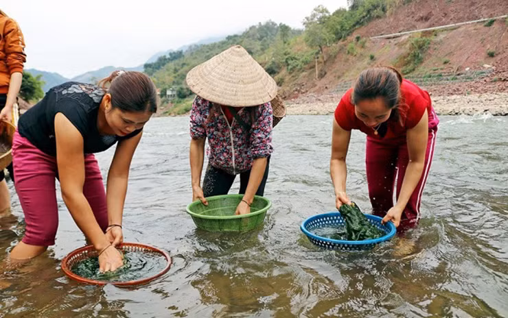 Theo kinh nghiệm của người dân, nên chọn những bãi rêu lớn, bởi ở đó rêu vừa nhiều, vừa ngon.