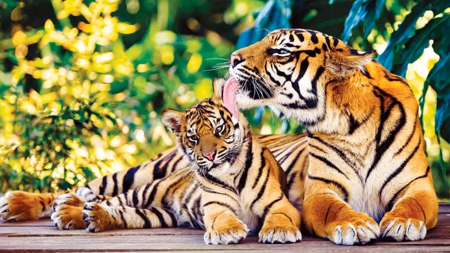 Tuổi Dần. Tử vi cho biết người tuổi Dần có sự sắp xếp rất chu đáo cho cuộc sống của mình. Dần không lãng phí một ngày nào vào những việc vô bổ, không có ích cho các mục tiêu mà mình đã định.