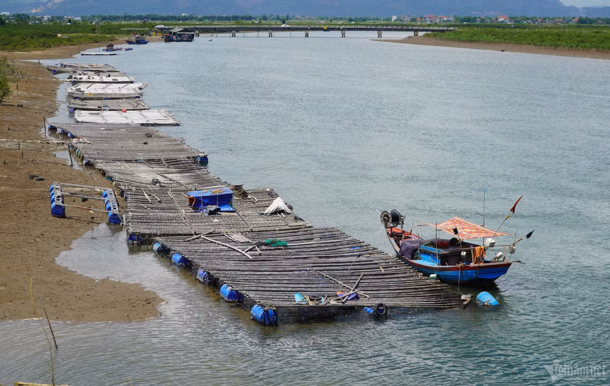 Những năm gần đây, hàng chục hộ dân sinh sống gần khu vực cửa sông Vịnh và sông Quyền thuộc địa phận xã Kỳ Hà, thị xã Kỳ Anh mở rộng mô hình nuôi hàu Thái Bình Dương. Loài hàu sữa này được ví như "thần dược", lại dễ nuôi, chi phí thấp, nông dân mạnh dạn mở rộng quy mô, đút túi hàng chục triệu đồng mỗi vụ. Dọc cửa sông Vịnh, sông Quyền (xã Kỳ Hà) hiện có gần 120 bè hàu lớn nhỏ của gần 60 hộ dân hai thôn Nam Hà và Bắc Hà