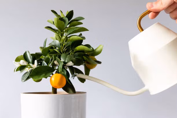 Mùa đông, 4 loại nước không được tưới cho cây cảnh Mua dong, 4 loai nuoc khong duoc tuoi cho cay canh