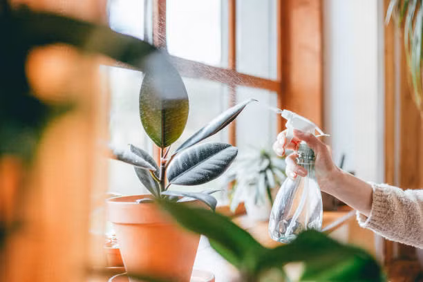 Mùa đông, 4 loại nước không được tưới cho cây cảnh - Hình 5 Mua dong, 4 loai nuoc khong duoc tuoi cho cay canh-Hinh-5