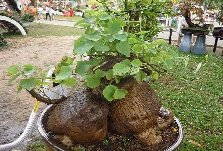 Cây bình vôi. Không chỉ là một cây cảnh đơn thuần, cây bình vôi còn là một loại cây thảo dược. Những củ bình vôi lâu năm rất có giá trị. Có nhiều người yêu cây cảnh không thích cây bình vôi chủ yếu vì củ của nó trông quá xấu, tròn lông lốc, xù xì, xám xịt.
