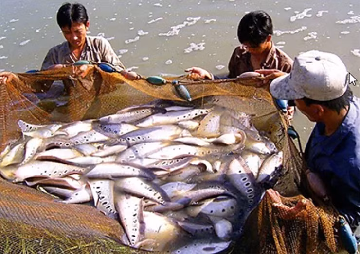Loai ca xua khong ai them an nay ban 330.000 dong/kg