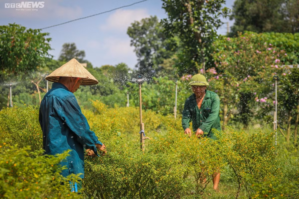 “Ở nước ngoài, ớt Aji Charapita như một gia vị xa xỉ, tôi bán cho bà con rẻ hơn giá thị trường vì muốn người dân ta ai cũng được thưởng thức loại ớt quý hiếm này. Nếu bán đắt thì họ không có tiền mua”, anh Tân lý giải.