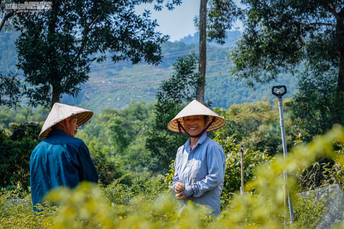 Vì loại ớt này khá nhỏ nên rất tốn thời gian để thu hoạch. Mỗi lần thu hoạch, anh Tân thuê 4-5 người phụ trách công đoạn hái.