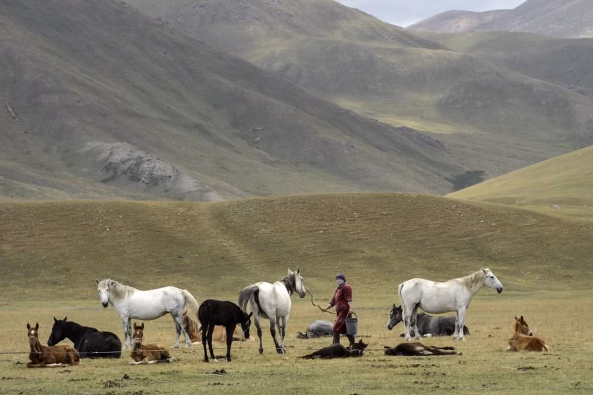 Kyrgyzstan trong mua len men sua ngua-Hinh-3