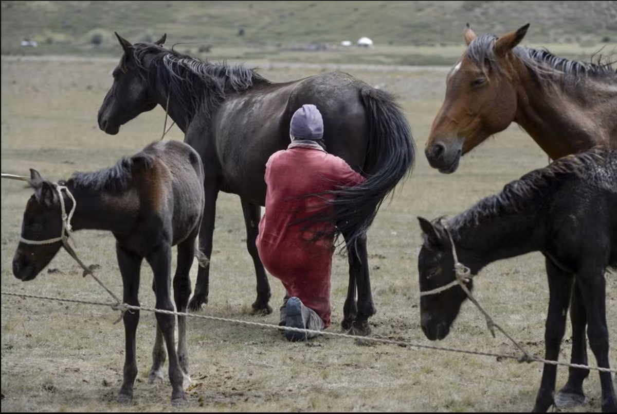 Kyrgyzstan trong mua len men sua ngua-Hinh-4