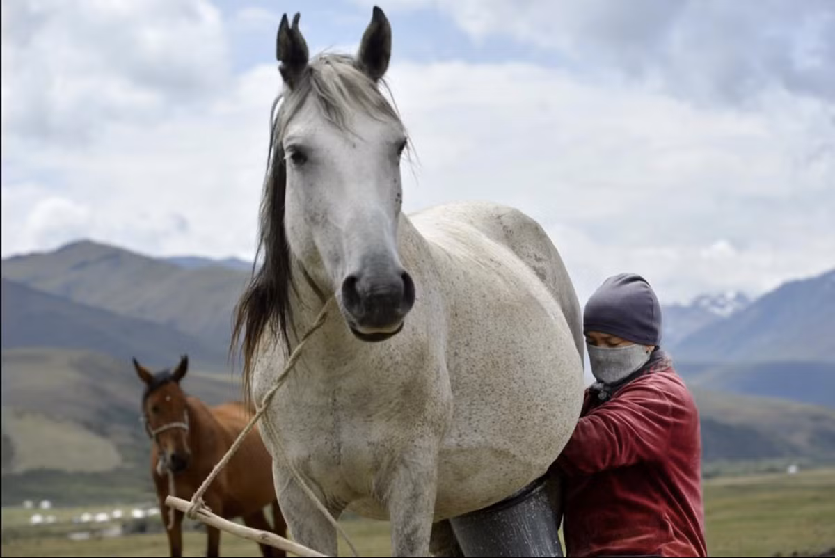 Kyrgyzstan trong mua len men sua ngua-Hinh-5