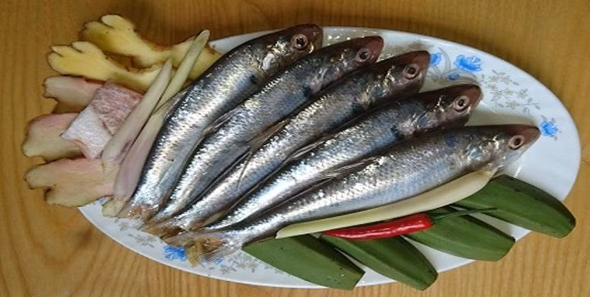5 loai ca vua bo lai khong nuoi cong nghiep