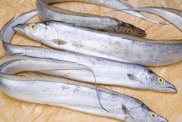 5 loai ca vua bo lai khong nuoi cong nghiep-Hinh-5