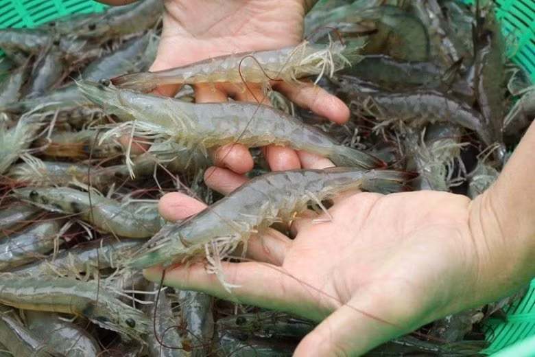 Bảo quản tôm vài tháng vẫn tươi mềm Bao quan tom vai thang van tuoi mem