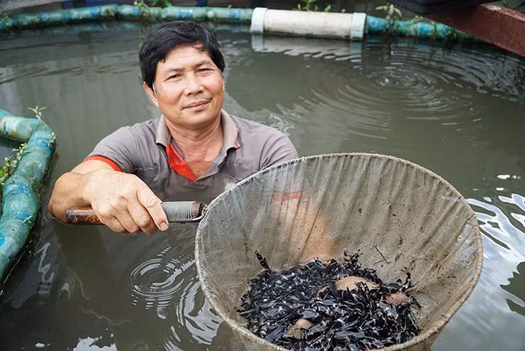 Tuy nhiên, loài cá này chỉ xuất hiện vào mùa nước nổi ở khu vực Cần Thơ, An Giang.