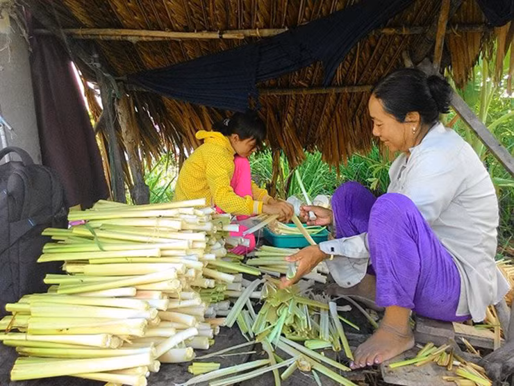 Vì nó mang lại giá trị kinh tế và được nhiều người tìm mua vì lạ miệng, nhiều hộ dân ở Cà Mau đã chuyển đổi từ nuôi tôm sang trồng bồn bồn, thu nhập khấm khá.