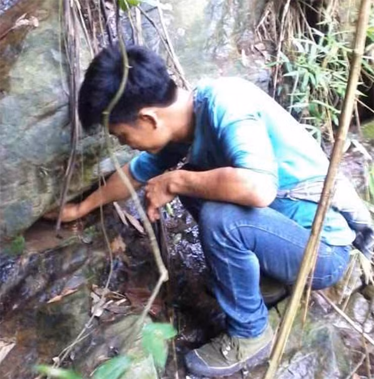 Săn ếch hương hiệu quả nhất là vào ban đêm. Ếch hương hiền, chúng thấy người không nhảy nên chỉ cần túm lấy nó và bỏ bao là xong.