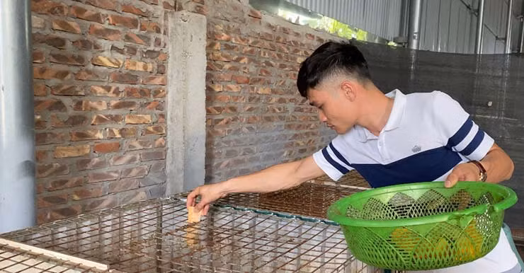 Anh Nguyễn Văn Dũng (chủ trang trại ở thôn Sở Hạ, xã Ninh Sở, huyện Thường Tín) đã mở rộng quy mô nuôi don và thành công như ngày hôm nay