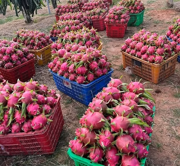 Loai qua la sieu thuc pham o chau Au, gia 4.000 dong/kg tai Viet Nam-Hinh-2