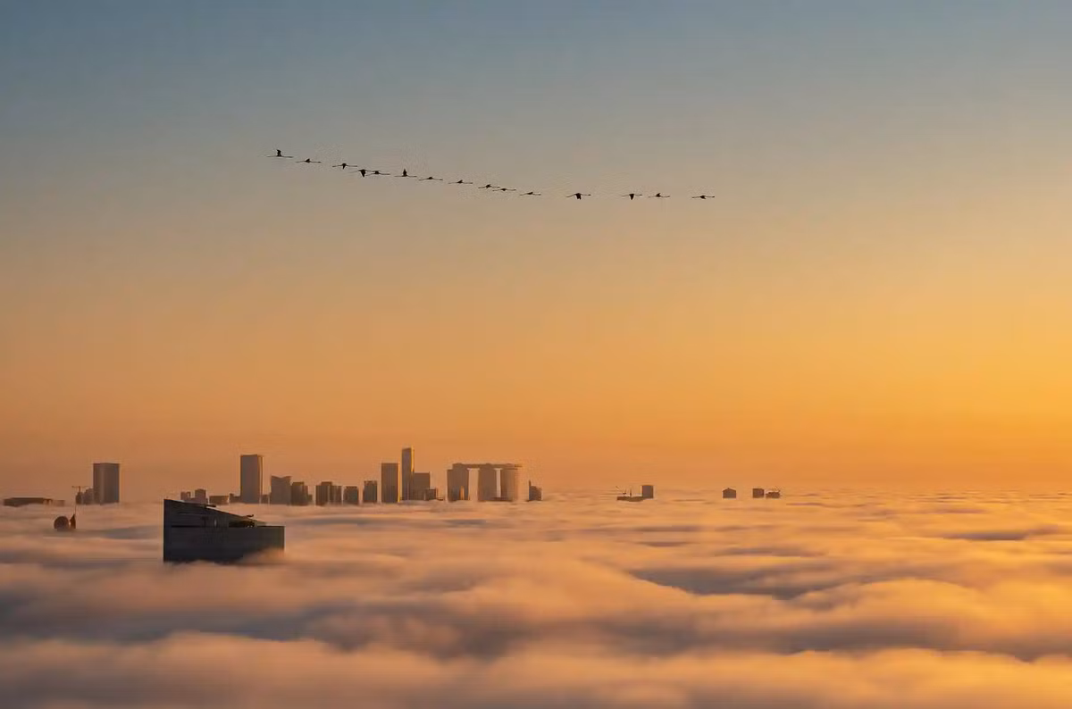 Ở hạng mục "Urban birds" (chim thành thị), bức ảnh chụp đàn hồng hạc tại Abu Dhabi (UAE) xếp vị trí cao nhất. Trong ảnh, đàn hồng hạc rực rỡ bay vút trên đường chân trời của Abu Dhabi. Tác giả đứng ở tầng thượng của một tòa nhà chọc trời vào buổi sáng, khi sương mù còn bao phủ thành phố. "Lúc này, dấu hiệu duy nhất của cảnh quan đô thị là phần đỉnh các tòa nhà nổi lên trên lớp màn sương mù", Ahmed kể. Ảnh: Ammar Alsayed Ahmed.