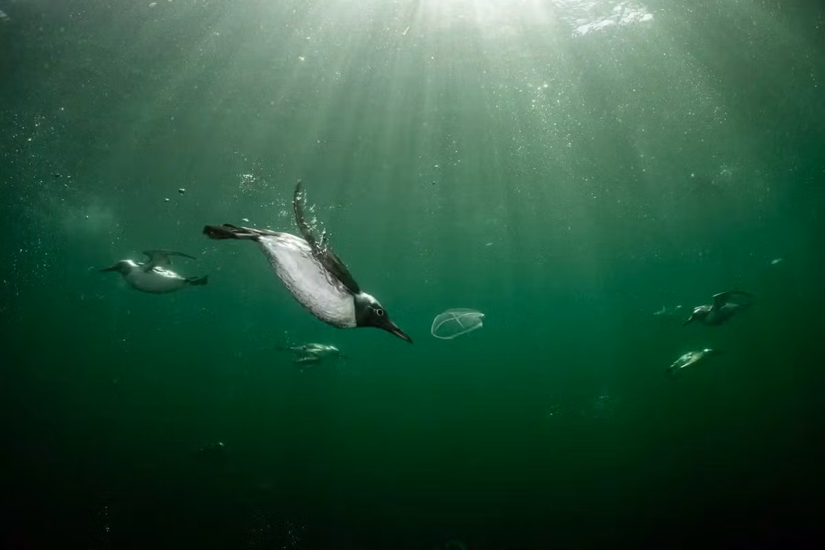 Giải bạc hạng mục "Bird behaviour" được chụp tại khu bảo tồn biển Berwickshire (Scotland). Chim cánh cụt là một trong những loài có khả năng bơi lội tự do đáng kinh ngạc. Ảnh: Henley Spiers. Cuộc thi "Bird Photographer of the Year 2022" nhận được hơn 20.000 tác phẩm dự thi, cạnh tranh cho giải thưởng 5.000 bảng Anh. Đây là cuộc thi thường niên nhằm tôn vinh sự đa dạng đáng kinh ngạc trong đời sống các loài chim trên hành tinh.