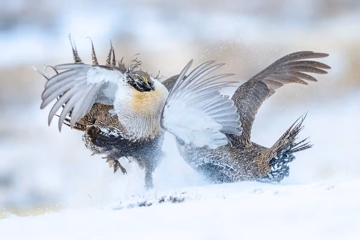 Bức ảnh này chiến thắng giải vàng trong hạng mục "Bird behaviour" (hành vi của chim). Hình ảnh cho thấy hai con gà gô hiền triết (Sage grouse) đang giao chiến khốc liệt để thể hiện bản thân, gây ấn tượng với con cái. Peter Ismert, tác giả bức ảnh, giải thích: "Trong mùa xuân - mùa sinh sản - gà gô hiền triết đực tụ tập tại một số địa điểm nhất định và thường tham gia vào các cuộc chiến khốc liệt". Ismert tiết lộ mình đã dựng trại qua đêm ở Colorado (Mỹ) để ghi lại khoảnh khắc. Ảnh: Peter Ismert.