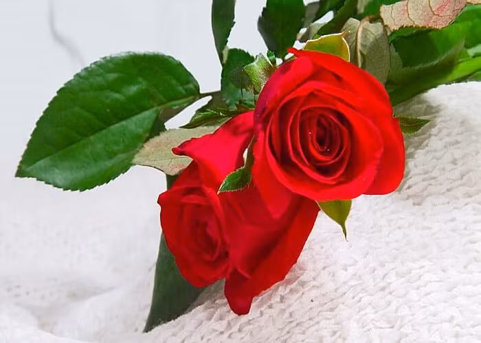 Giờ sinh vào khung giờ Dần (03:00- 05:00). Theo tử vi, giờ Dần là khung giờ tốt. Người có giờ sinh này được dự báo thường là những người thành đạt, giỏi giang, kiếm tiền nhiều như nước. Phần lớn họ là người hướng ngoại, khôn ngoan và can đảm.