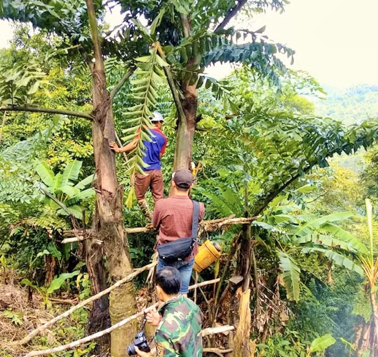 Sau nhiều lần quan sát và thử nghiệm, cư dân xã Đắk Plinh đã nhận ra khoảng cách lý tưởng để cây Đóak cho ra hương vị rượu ngon nhất - vị trí cách bờ suối khoảng 30m.