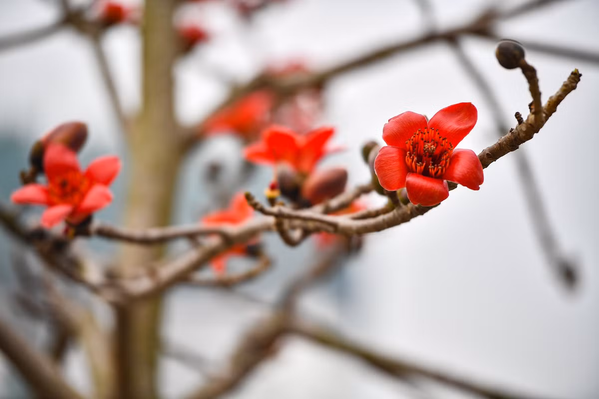 Hoa gạo còn có tên gọi khác là mộc miên, hồng miên hay pơ-lang theo cách gọi của người Tây Nguyên. Hoa này thường có nhiều ở khu vực ngoại thành Hà Nội.