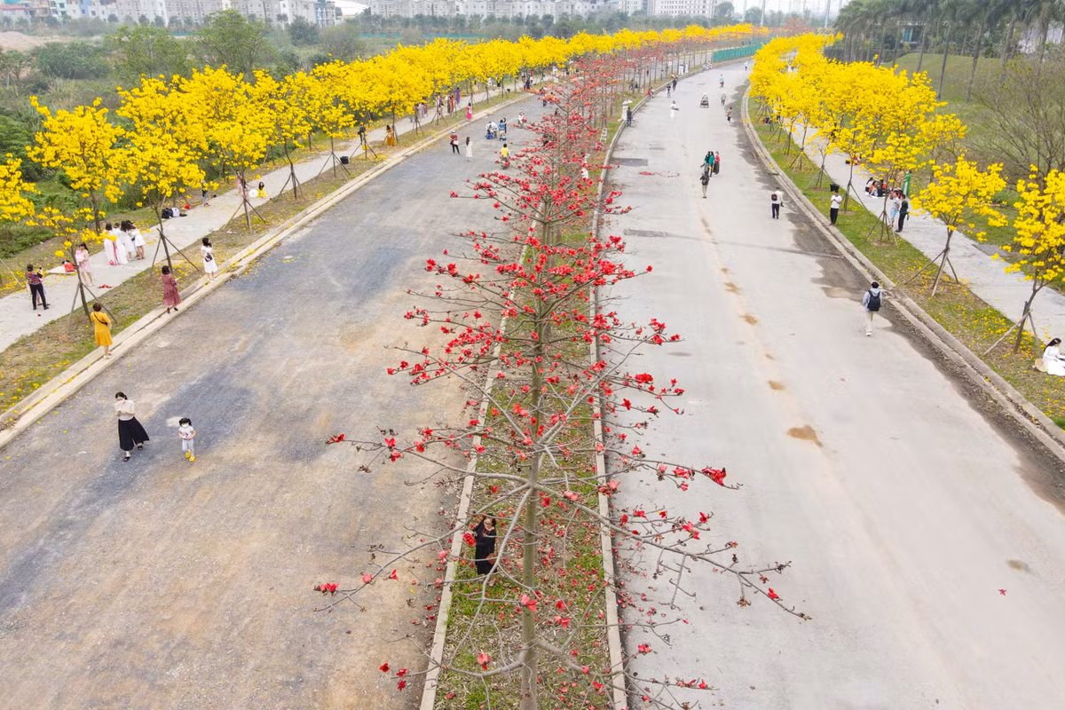 Hai loài hoa này cùng nở vào tháng 3 làm cho một đoạn đường nhỏ nổi bật hẳn lên. Những cây gạo ở đây chỉ cao khoảng 4-5 m do mới trồng, còn ít tuổi, tán lá nhỏ, thưa, không xum xuê như ở các khu vực ven đô.