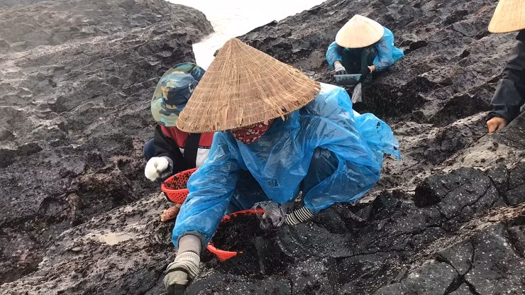 Đây là loại rau quý, có giá trị dinh dưỡng cao được nhiều người lùng mua về nấu canh, làm mứt Tết, đồ ăn vặt hoặc làm quà biếu.