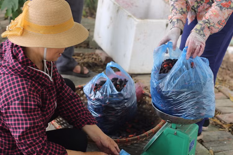 Nguoi Ha Noi tim mua dau tam chinh vu, nong dan “hot bac”-Hinh-4