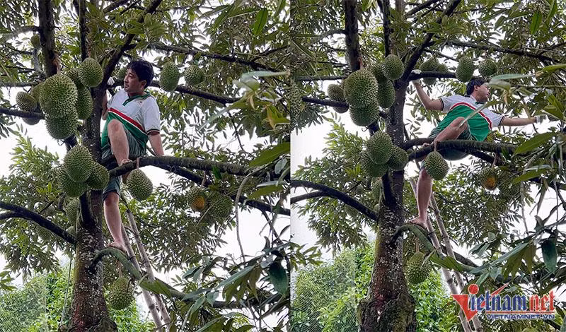 Một cây sầu Musang King được trồng tại nhà vườn Phong Điền (Cần Thơ) cho trái sai trĩu cành.