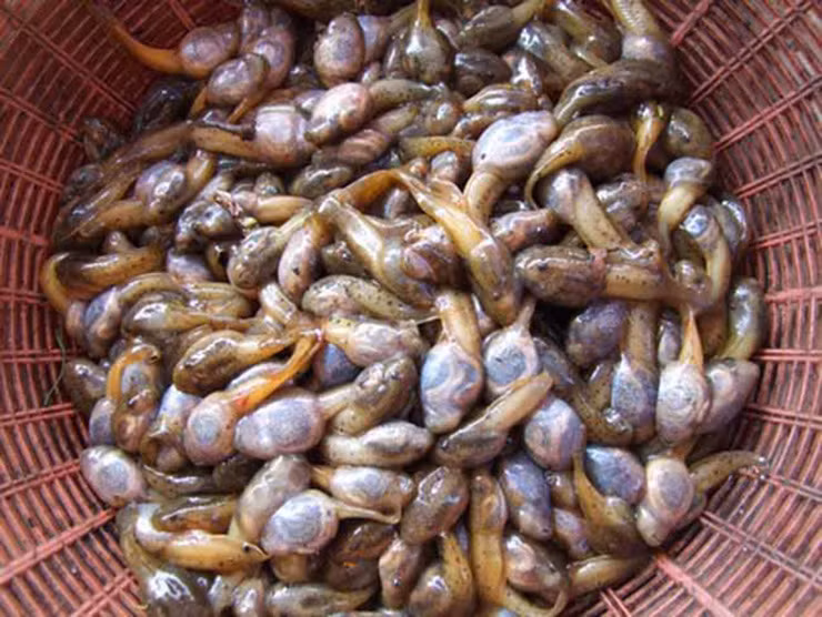 Kinh hai voi dac san hiem co o Thanh Hoa, gia 90.000 dong/kg