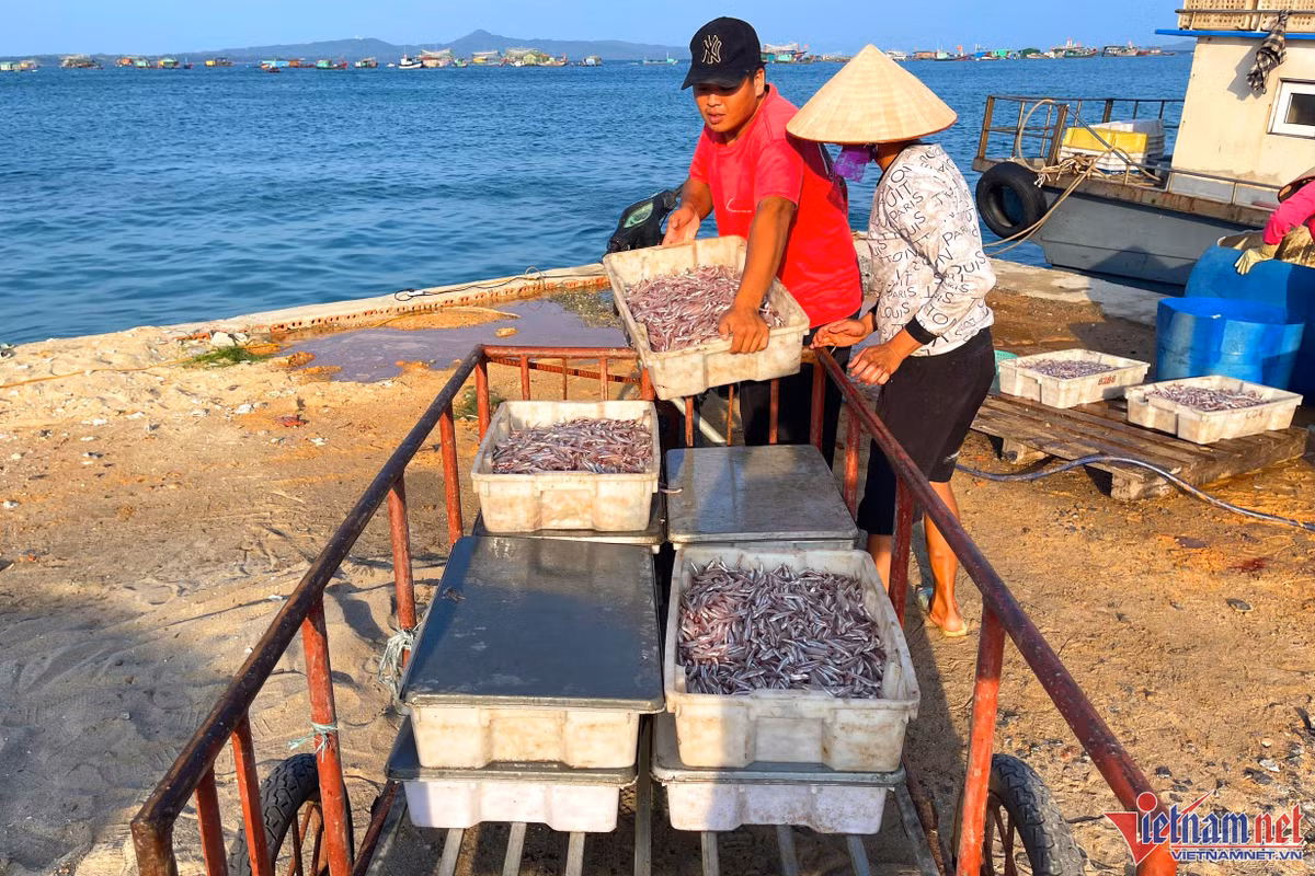 Mùa cá cơm trên đảo Thanh Lân, mỗi ngày thu hàng chục triệu đồng - Hình 5 Mua ca com tren dao Thanh Lan, moi ngay thu hang chuc trieu dong-Hinh-5