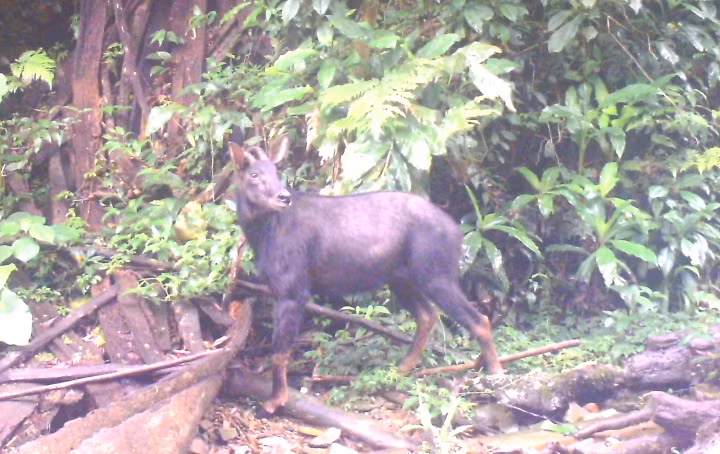 Sơn Dương