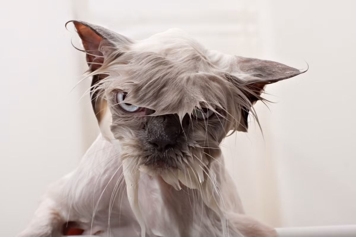 Con mèo gắt gỏng này đang bực tức điều gì vậy?