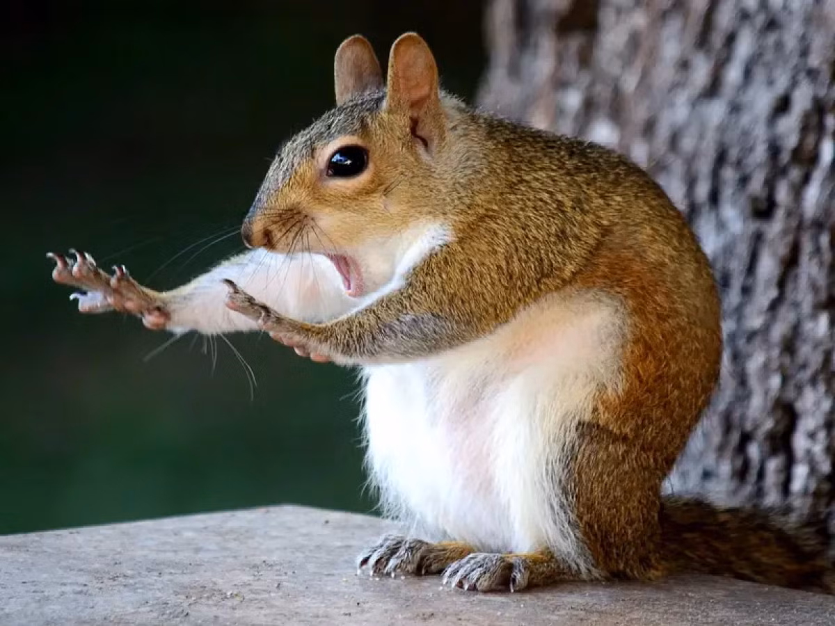 Điều gì khiến chú sóc này hoảng hốt vậy?