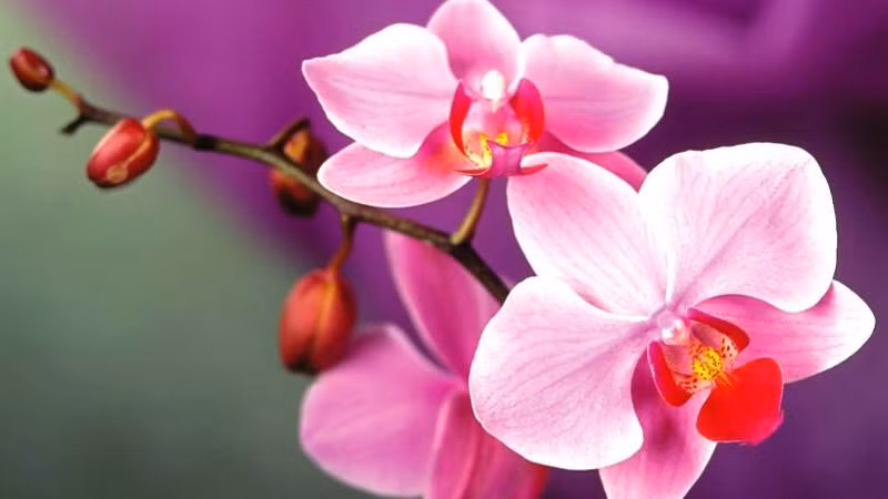  Sinh tháng 2 Âm lịch. Những người sinh vào tháng 2 Âm lịch tính tình vui vẻ, lạc quan, yêu đời. Họ hòa đồng với mọi người. Thấy người khác gặp khó khăn, con giáp này sẵn lòng giúp đỡ mà không toan tính, nề hàng. Người sinh tháng Âm lịch này bề ngoài mềm yếu nhưng bên trong rất mạnh mẽ. Dù gặp khó khăn, họ vẫn bình tĩnh giải quyết và không hề nao núng.