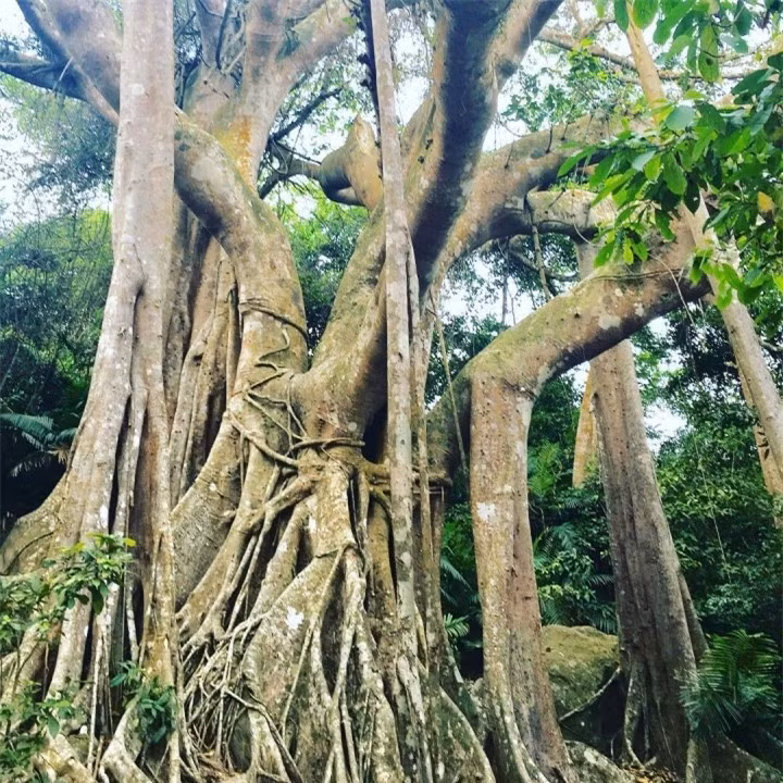 Choang truoc cay da ngan nam an minh giua ban dao Son Tra-Hinh-3