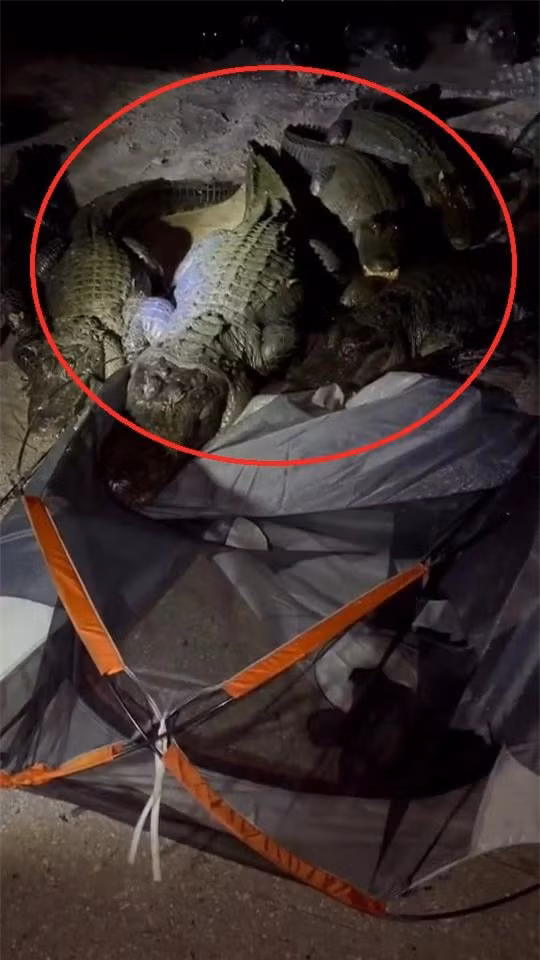 Ngủ trong lều, chàng trai giật mình vì đám 'khách không mời’ Ngu trong leu, chang trai giat minh vi dam 'khach khong moi’
