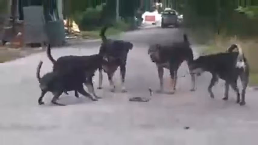 Rắn hổ mang bị 5 chó nhà cắn xé tơi bời và cái kết Ran ho mang bi 5 cho nha can xe toi boi va cai ket