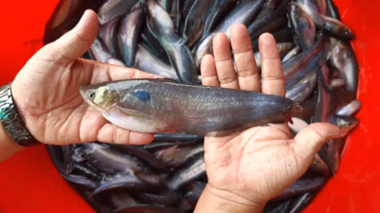 Cá trèn thân hình mỏng dài, mềm, thịt ngọt và thơm. Đặc biệt là chúng có đầu dẹt, miệng trề...