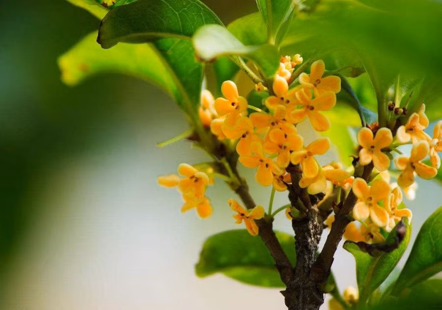 Trồng 7 loại cây này trước sân nhà, gia đạo bình an - Hình 7 Trong 7 loai cay nay truoc san nha, gia dao binh an-Hinh-7