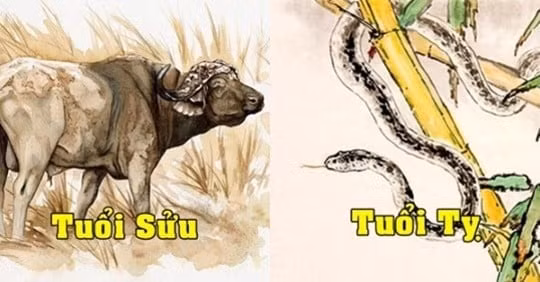 Những người con tuổi Tỵ vốn thông minh, nhanh nhẹn hoạt bát nhưng đôi khi lại không thích những nguyên tắc và sự uốn nắn của những bà mẹ tuổi Sửu sẽ giúp tuổi Tỵ hiểu ra được đâu là điều hay lẽ phải, đâu là những việc nên làm.
